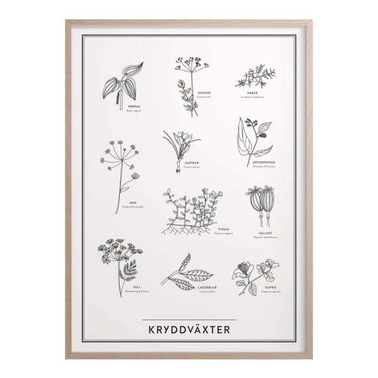 Kunskapstavlan® - Kunskapstavlan Poster 30x40 cm Kryddväxter